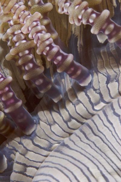 Indonesia, Ringed tentacles of an anemone